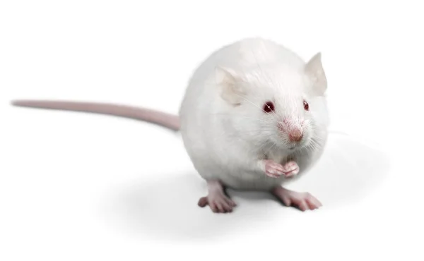 Rat de laboratoire blanc — Photo
