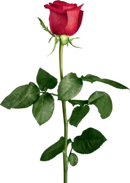 Rosa rossa isolata — Foto Stock