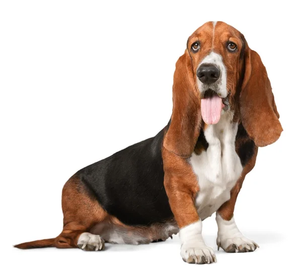 Basset Hound dog — Stockfoto