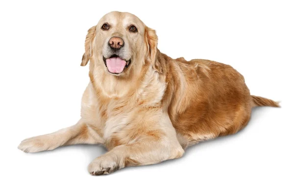 น่ารัก ใหญ่ หมา — ภาพถ่ายสต็อก