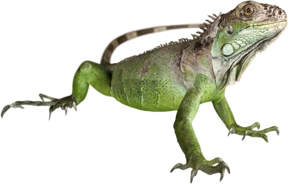 Büyük Yeşil Iguana sürüngen