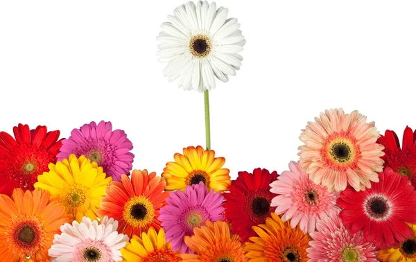 Százszorszép virág gyűjteménye — Stock Fotó