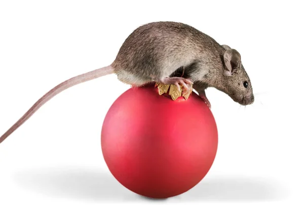 Abu-abu tikus hewan pada bola — Stok Foto