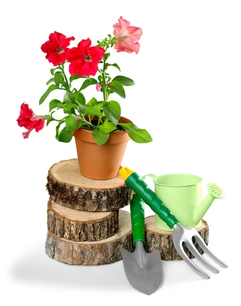 Gartengeräte und Pflanzen — Stockfoto