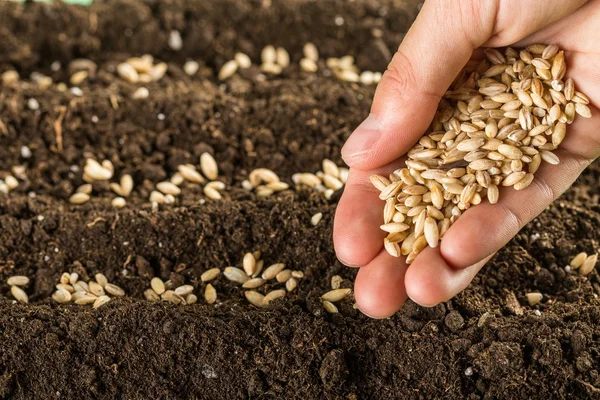 Human hand holding grains — Stock Photo, Image