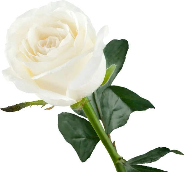 Rose blanche images libres de droit, photos de Rose blanche | Depositphotos