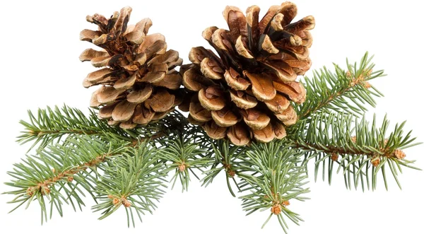Pine cones with branch — Stock Image Pine cones with branch Stock Photo