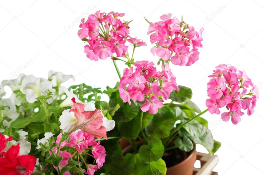 Fresh tender flowers in pot