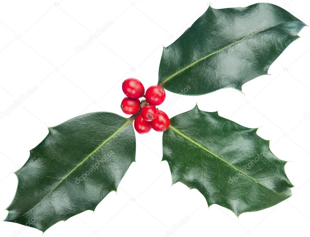 European Holly (Ilex aquifolium) leaves 