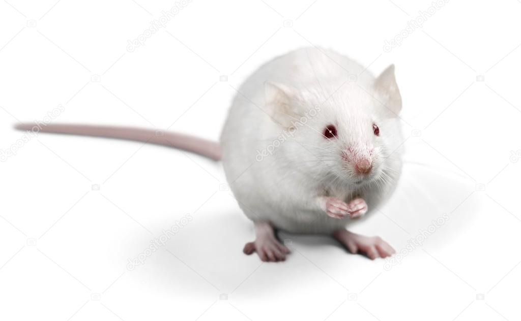 White laboratory rat Stock Photo by ©billiondigital 118555228