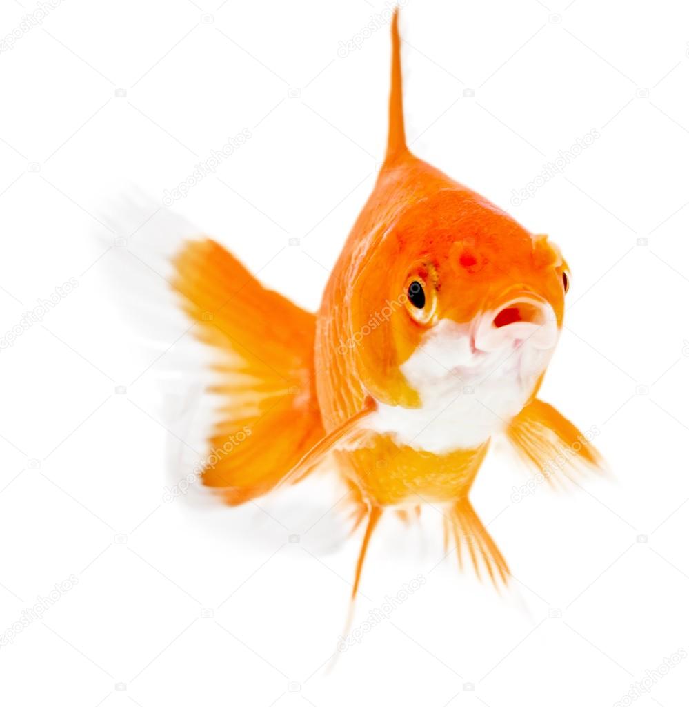 Gold fish. Isolation 