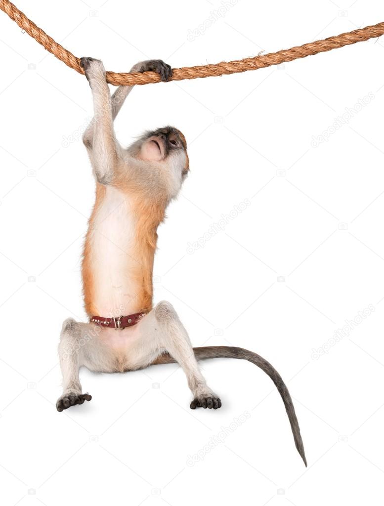 monkey hanging on rope
