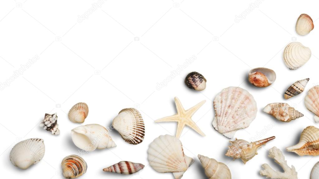 Close up of ocean shells