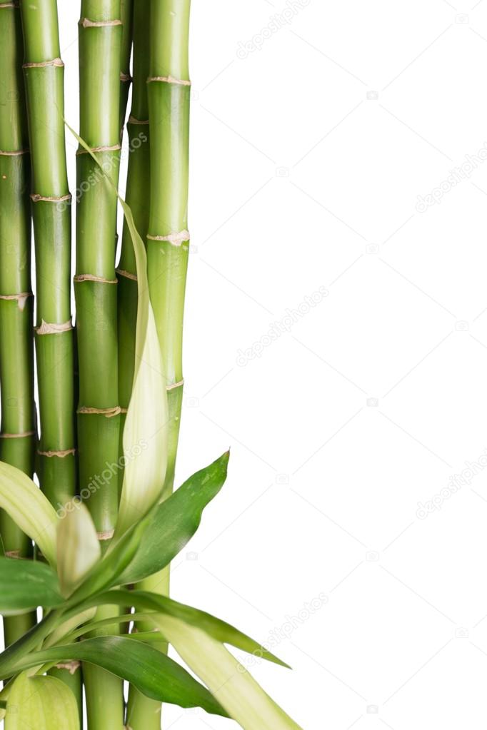 many bamboo stalks 