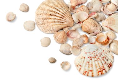 Okyanus kabukları yakın çekim