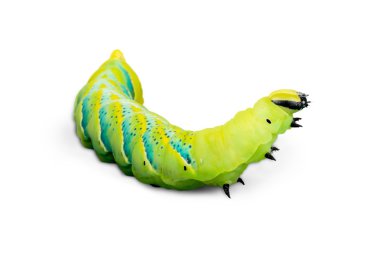 caterpillar yakın çekim