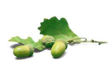 taze yeşil acorns