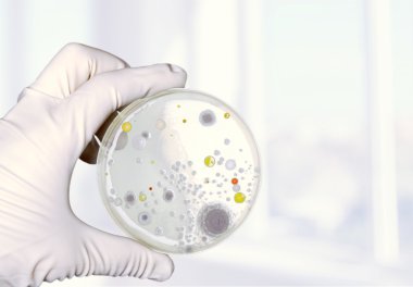 Mikrobiyoloji laboratuvar test bilim adamı elinde