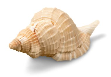 Sea shell on background clipart