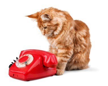  Kırmızı kedi ve retro telefon
