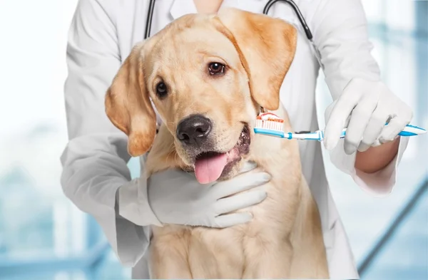Doctor cepillado diente de perro — Foto de Stock