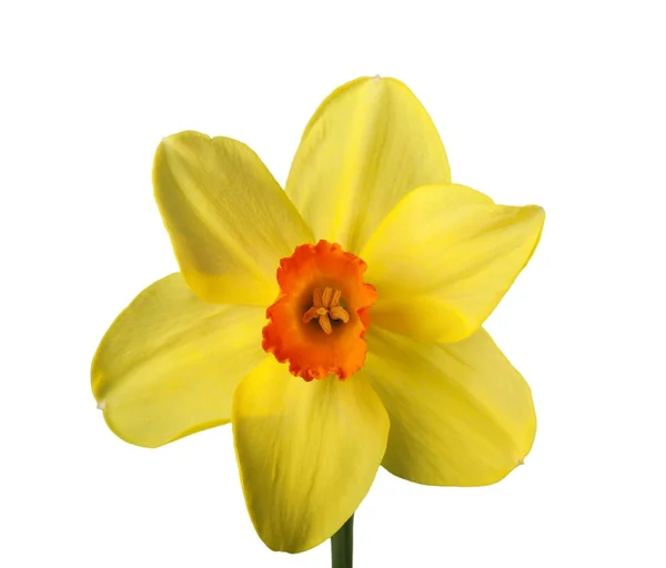 Yellow Daffodil isolated — Stock Photo, Image