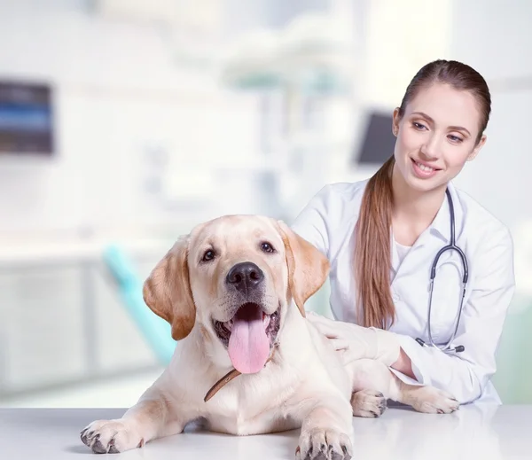 Vrouwelijke arts met canine patiënt — Stockfoto