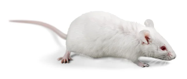 Rata blanca de laboratorio — Foto de Stock