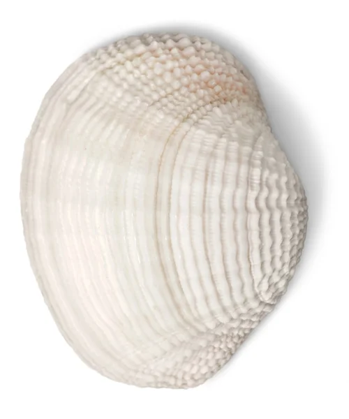 A shell óceán közelről — Stock Fotó