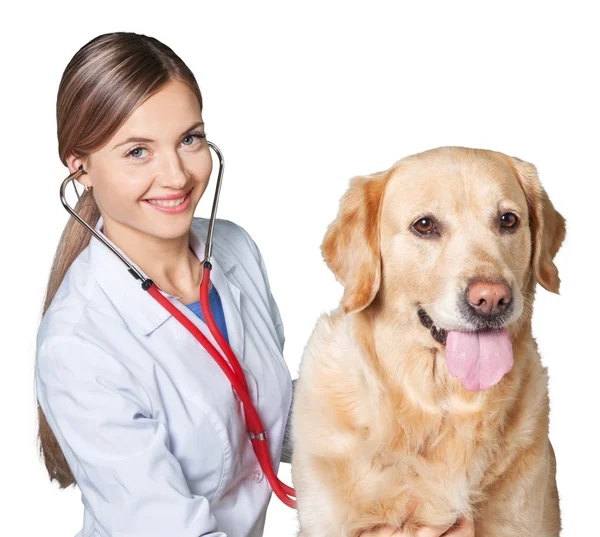 Köpek hasta ile kadın doktor — Stok fotoğraf