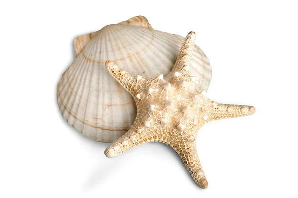 Starfish and shell  isolated — Stock Photo, Image