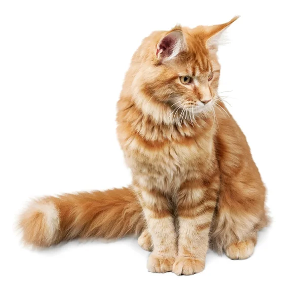 Adorable red cat isolated — Stock Photo, Image