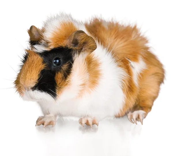 Cavia op achtergrond — Stockfoto