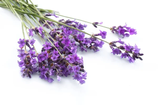 Ramo de lavanda en blanco — Foto de Stock