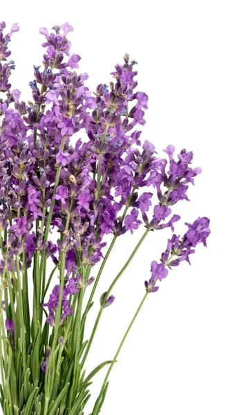 Flores de lavanda aisladas — Foto de Stock