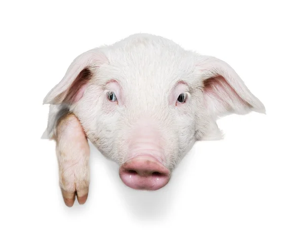 Pig and card in studio — Stock Photo, Image