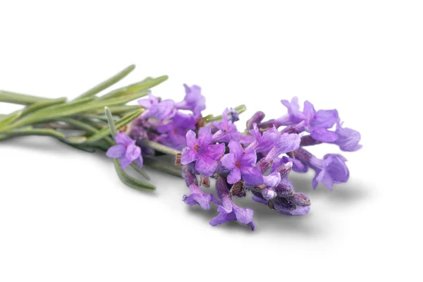 Flores de lavanda aisladas — Foto de Stock