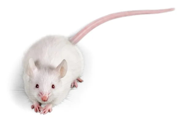 Witte laboratorium rat — Stockfoto