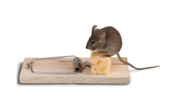 Trap with cheese and mouse — Stock Photo, Image
