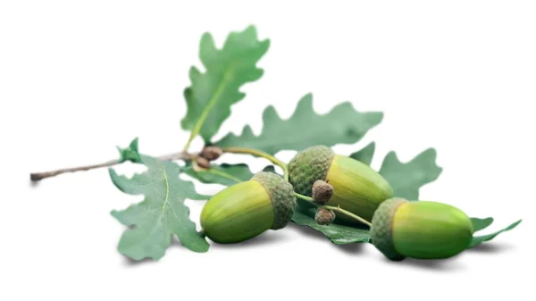 Taze yeşil acorns — Stok fotoğraf