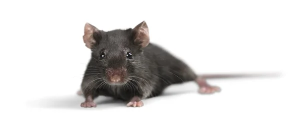 Graue Maus auf dem Hintergrund — Stockfoto