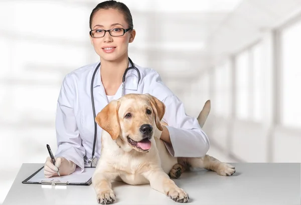 Kvinnliga läkare med Hundarnas patient — Stockfoto