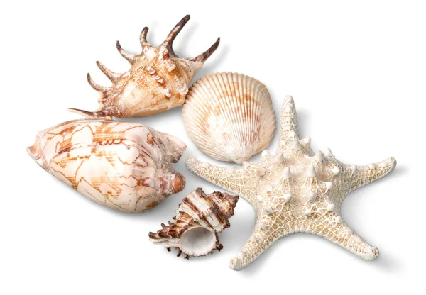 Close up of ocean shells — Stock Photo, Image