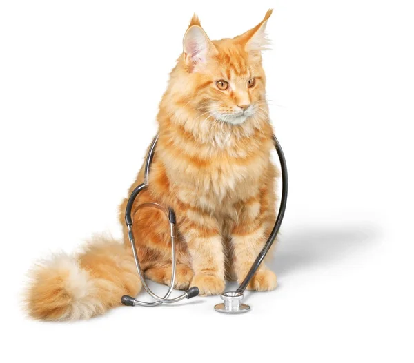 Кот со стетоскопом на шее . — стоковое фото