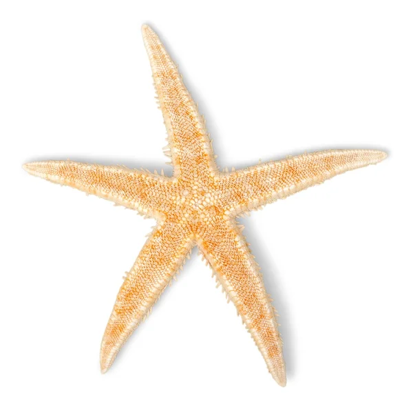 Желтая морская звезда — стоковое фото