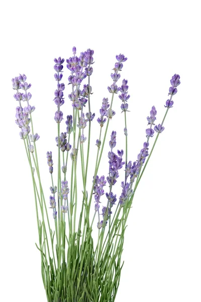 Monte de lavanda no branco — Fotografia de Stock