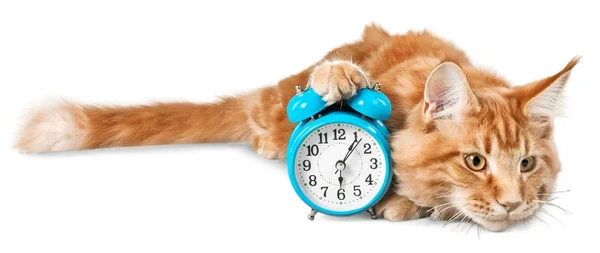 Αξιολάτρευτο κόκκινο γάτα με ρολόι — Φωτογραφία Αρχείου