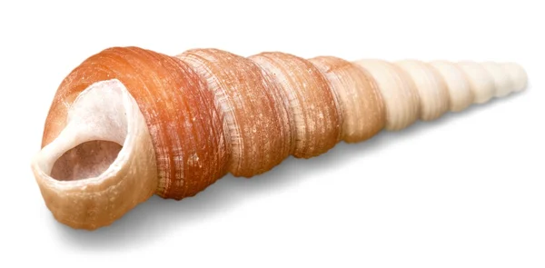 Sea shell on background — Stock Photo, Image