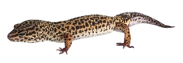 Lizard isolated on  background — Stock Photo, Image