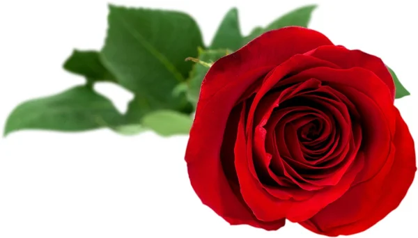 Rosa vermelha isolada — Fotografia de Stock